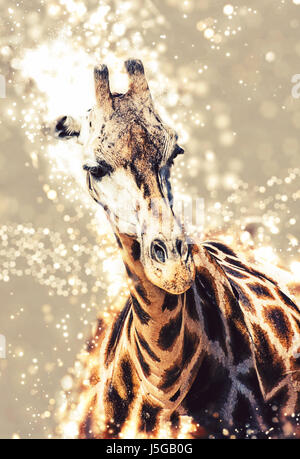 Rothschild la giraffa con sfondo scintillante. Bellezza nella natura africana. Foto Stock