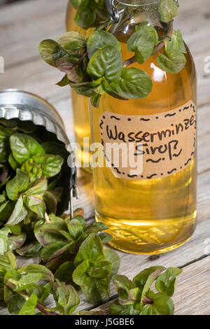 Wasserminze-Sirup, Wasserminzensirup, Wasserminzen-Sirup, Sirup, Kräutersirup, Wildkräutersirup, Wasser-Minze, Wasserminze, Minze, Mentha aquatica, Ho Foto Stock