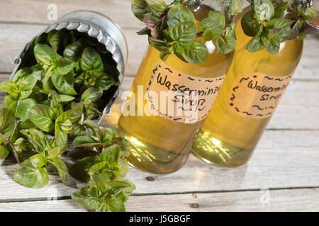 Wasserminze-Sirup, Wasserminzensirup, Wasserminzen-Sirup, Sirup, Kräutersirup, Wildkräutersirup, Wasser-Minze, Wasserminze, Minze, Mentha aquatica, Ho Foto Stock