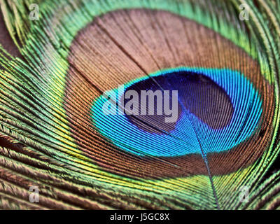 Uccello blu verde brunastro marrone brunette colorato meraviglioso colorato Foto Stock