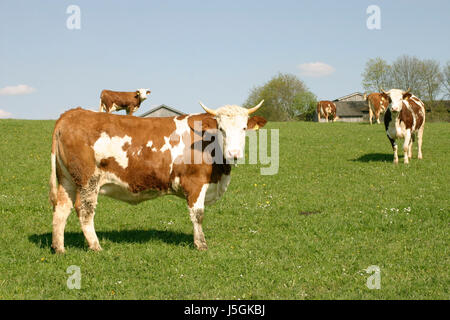 Cibo aliment orizzonte agrario fauna animali agricoltura agricoltura flora del campo Foto Stock
