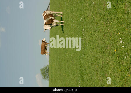 Cibo aliment orizzonte agrario fauna animali agricoltura agricoltura flora del campo Foto Stock