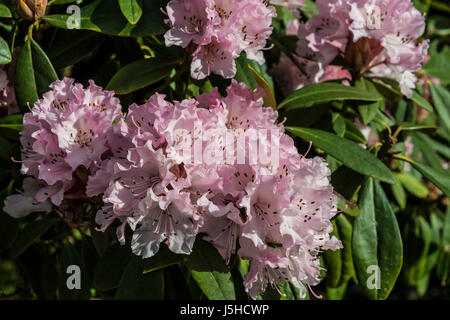 Rhododendron 'Natale allietare' in fiore in primavera Foto Stock
