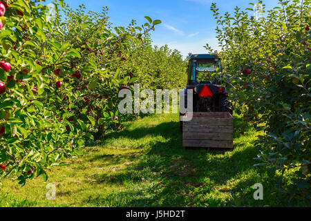 Raccolto in un commerciale apple Orchard. Foto Stock