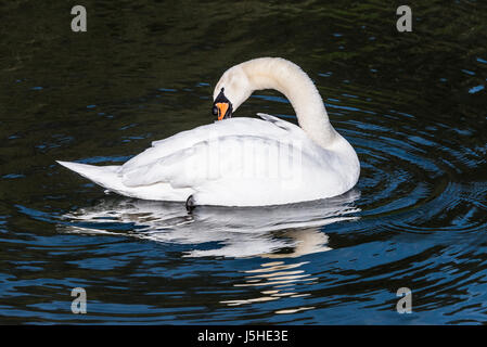 Un cigno (Cygnus olor) preening stesso su un lago Foto Stock