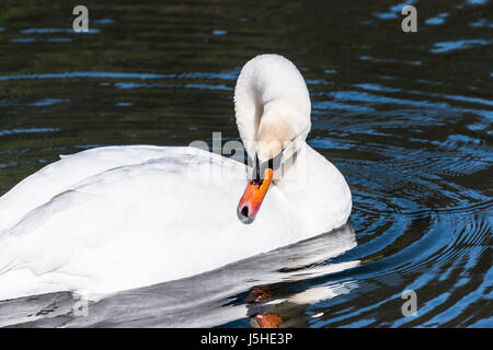 Un cigno (Cygnus olor) preening stesso su un lago Foto Stock