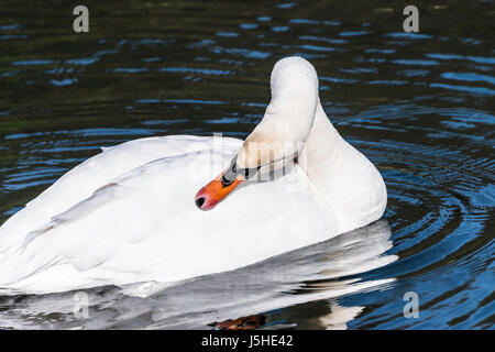 Un cigno (Cygnus olor) preening stesso su un lago Foto Stock