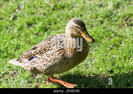 Una femmina di Mallard duck (Anas platyrhynchos) Foto Stock