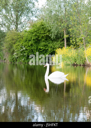 Splendidi scatti di un singolo swan su un lago vicino up riflette essendo in appoggio e serena e potente in un pomeriggio d'estate in tarda primavera e all'inizio su Foto Stock