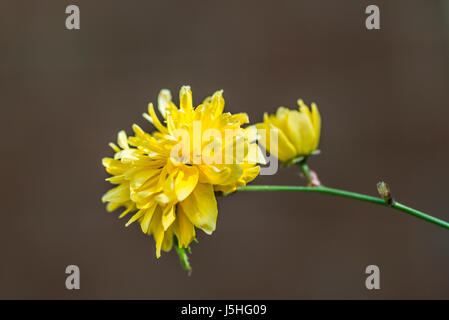 Una chiusura del coltivato Kerria japonica Pleniflora "" Foto Stock