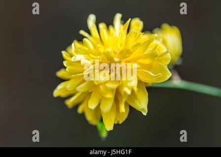 Una chiusura del coltivato Kerria japonica Pleniflora "" Foto Stock