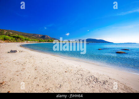 Alberi di pino sulla spiaggia di Palombaggia con azure acqua limpida e spiaggia di sabbia sulla parte sud della Corsica, Francia Foto Stock