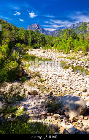 Alberi di pino al Col de Bavella montagne vicino Zonza town, Corsica, Francia, Europa. Foto Stock