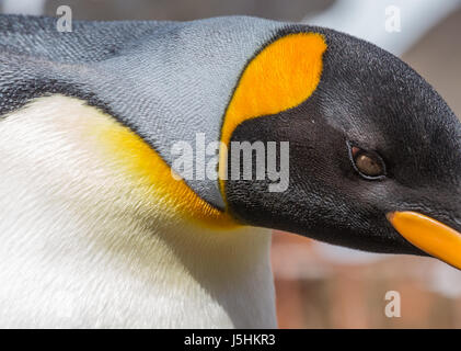 Extreme close-up di pinguino reale modello di colore giallo Foto Stock