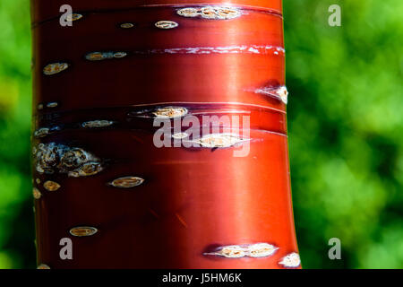 Il Tibetano Ciliegio {Prunus serrula} Foto Stock