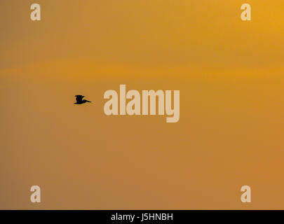 Pellicano marrone (Pelecanus occidentalis) immersioni per i pesci al tramonto sul Golfo del Messico in Florida Foto Stock