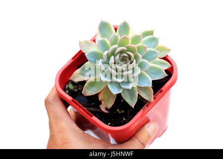 Potted Echeveria piante succulente isolata contro uno sfondo bianco Foto Stock