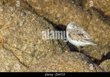 Un western sandpiper è stata appoggiata sulla roccia lungo la costa della penisola di Monterey in California Foto Stock