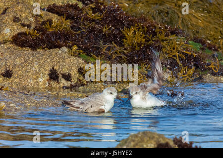 Due western piro-piro sono state prendendo un bagno lungo la penisola di Monterey in California. Foto Stock