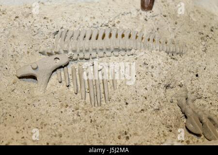 Archeologo lavora un fossile in pietra bianca Foto Stock