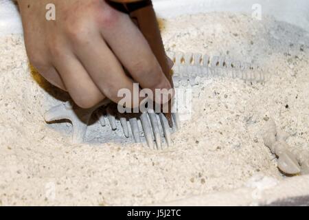 Archeologo lavora un fossile in pietra bianca Foto Stock