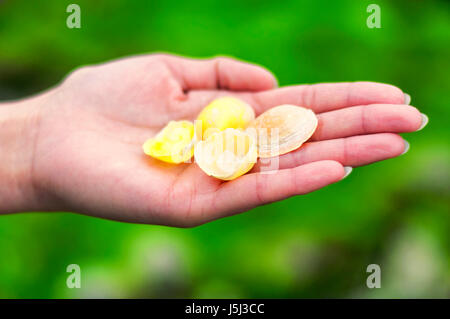 Una donna holding jingle gusci o mermaid toenail conchiglie oltre a sfocare lo sfondo di colore verde su una spiaggia del Connecticut. Foto Stock