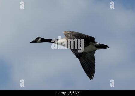 Volo blu marrone marrone brunette nero jetblack swarthy nero profondo vuoto Foto Stock