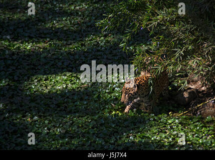 Una Jaguar in Guatemala City's zoo Foto Stock