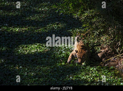 Una Jaguar in Guatemala City's zoo Foto Stock