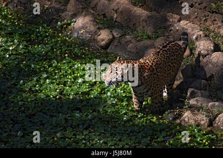 Una Jaguar in Guatemala City's zoo Foto Stock