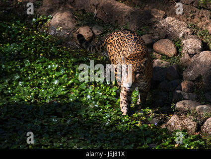 Una Jaguar in Guatemala City's zoo Foto Stock