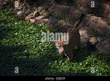 Una Jaguar in Guatemala City's zoo Foto Stock