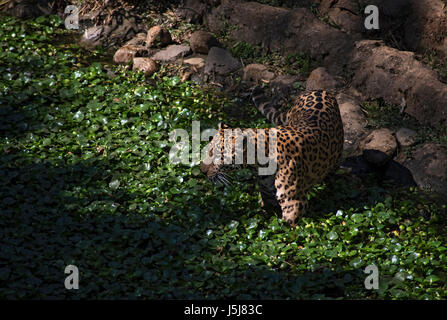 Una Jaguar in Guatemala City's zoo Foto Stock