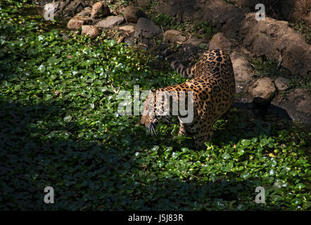 Una Jaguar in Guatemala City's zoo Foto Stock