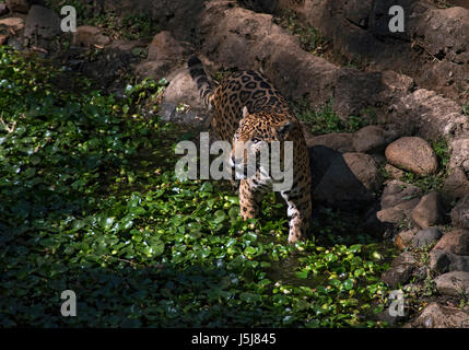 Una Jaguar in Guatemala City's zoo Foto Stock