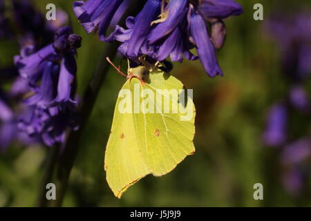 Brimstone Butterfly (nectaring su Bluebells) Foto Stock