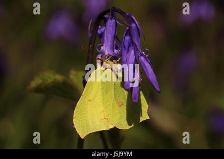 Brimstone Butterfly (nectaring su Bluebells) Foto Stock