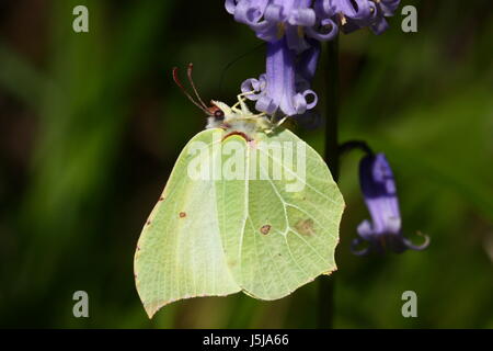 Brimstone Butterfly (nectaring su Bluebells) Foto Stock