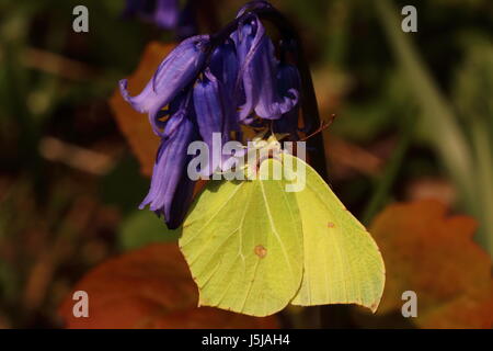 Brimstone Butterfly (nectaring su Bluebells) Foto Stock