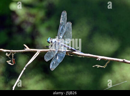 Libellula blu riposa in zone umide di Sea Pines Forest Preserve su Hilton Head Island, nella Carolina del Sud. Foto Stock