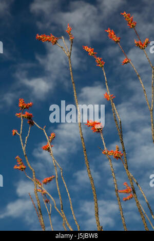 Tucson, Arizona - Ocotillo cactus (Fouquieria splendens) in fiore nella foresta di Cactus nel Rincon distretto di montagna del Parco nazionale del Saguaro. Foto Stock