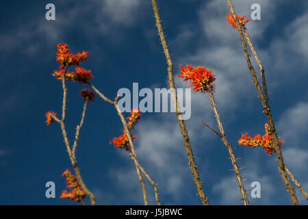 Tucson, Arizona - Ocotillo cactus (Fouquieria splendens) in fiore nella foresta di Cactus nel Rincon distretto di montagna del Parco nazionale del Saguaro. Foto Stock