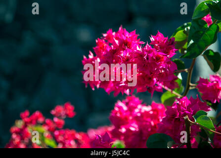 Piccoli fiori fucsia (Bougainvillea Glabra) close-up, Tenerife, Spagna Foto Stock