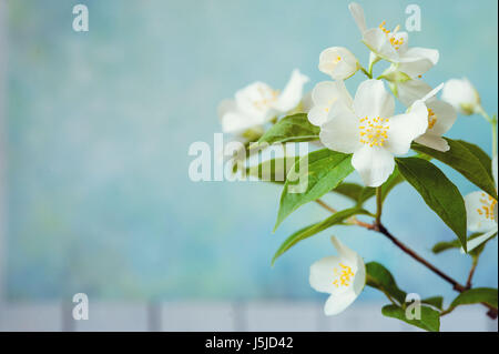 White Jasmine. Il ramo delicati fiori di primavera Foto Stock