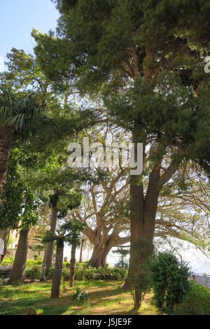 Monreale (siciliana: murriali) è una città e comune in provincia di Palermo. interessante tree Foto Stock