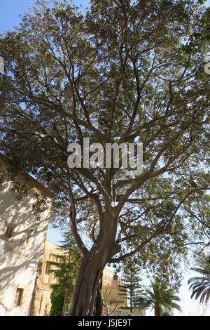 Monreale (siciliana: murriali) è una città e comune in provincia di Palermo. interessante tree Foto Stock