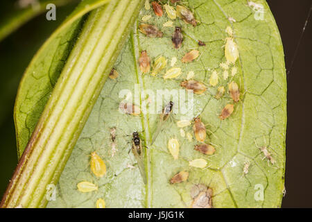 Gran numero di insetti sulla foglia Foto Stock