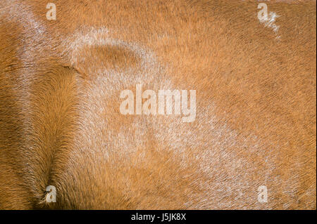 Abstract close-up della trama di rivestimento lucido di una castagna cavallo Foto Stock