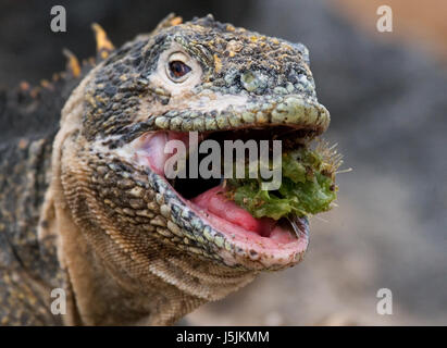 L'iguana della terra mangia un cactus. Le isole Galapagos. Oceano Pacifico. Ecuador. Foto Stock