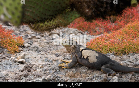 L'iguana di terra seduta sulle rocce. Le isole Galapagos. Oceano Pacifico. Ecuador. Foto Stock